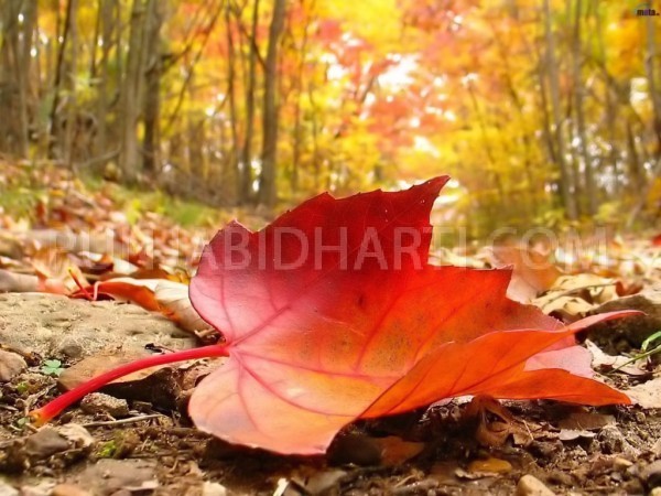 autumn_falling_leaf.jpg (182 KB)