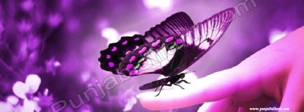purple-butterfly-facebook-cover.jpg (57 KB)