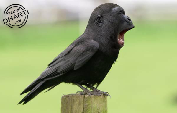 Funny Crow 