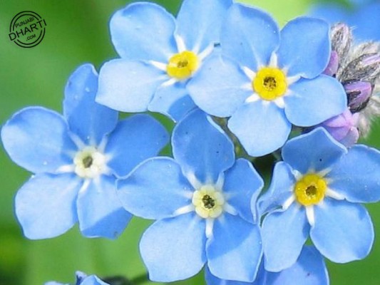1195649_Cute-Little-Blue-Flowers_620.jpg (98 KB)