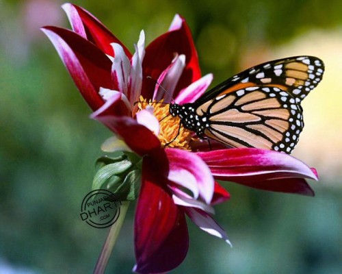 flowers__and__butterfly.jpg (132 KB)