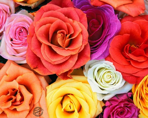 flowers-wallpapers-love-blooms-roses-bunch-of-flowers.jpg (514 KB)