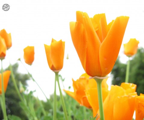orange_flower.jpg (447 KB)