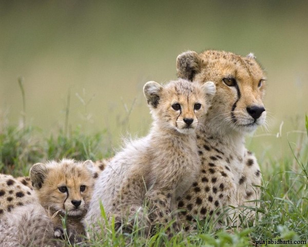 Cheetah-Family-wild-animals-2603080-1280-1024.jpg (288 KB)